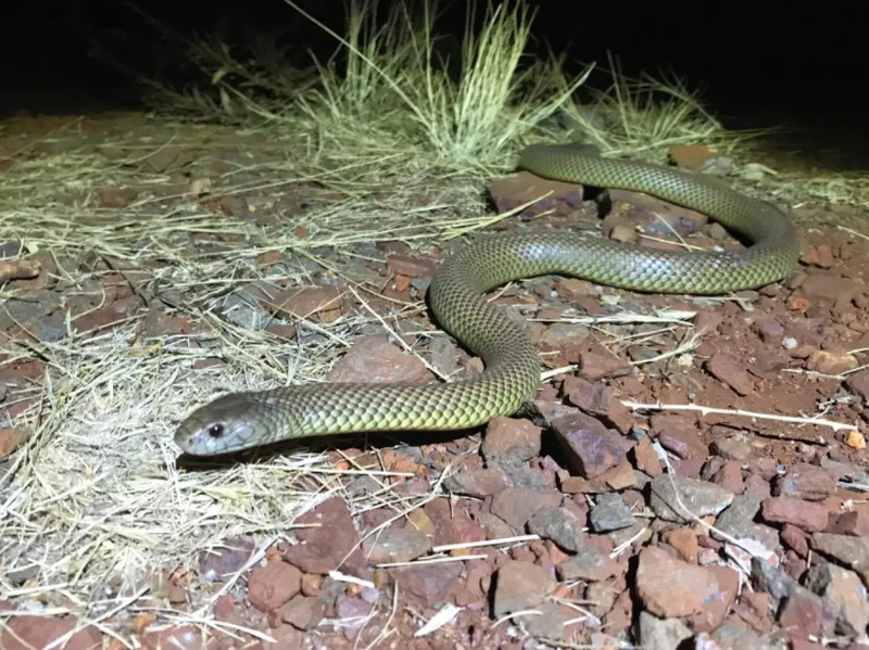 Mulga Snake