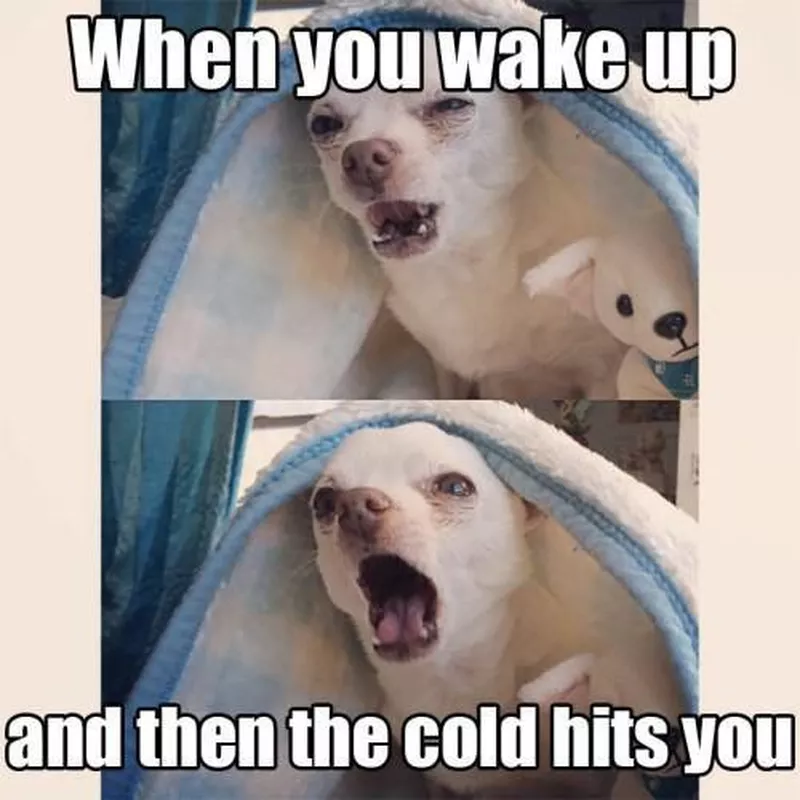 Cold morning mist meme