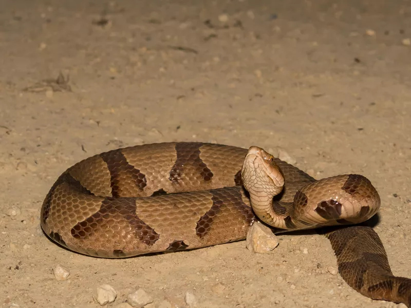 Southern Copperhead Snake