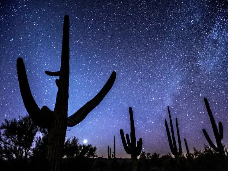 Saguaro