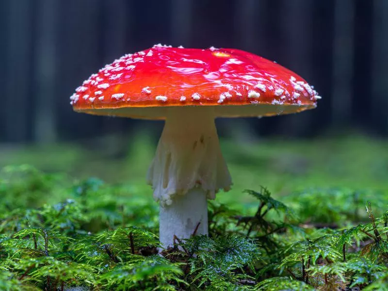 Death cap mushroom