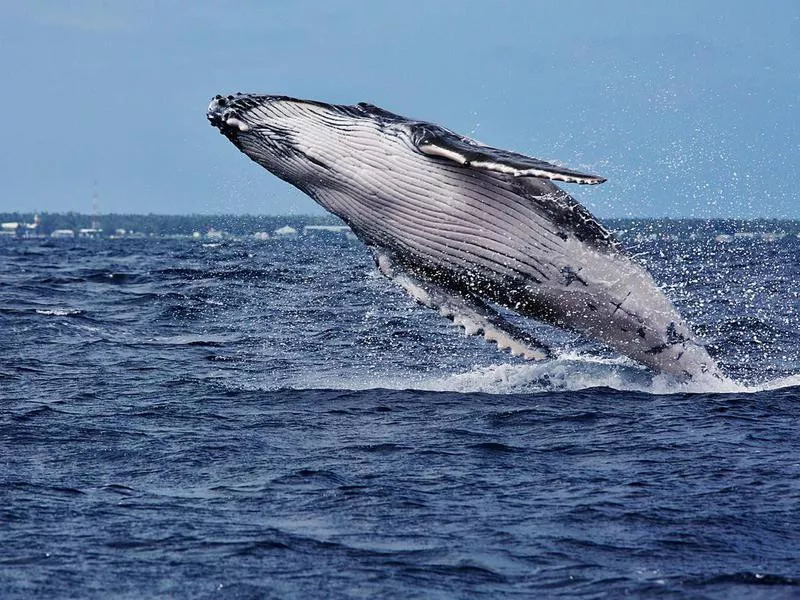 tonga