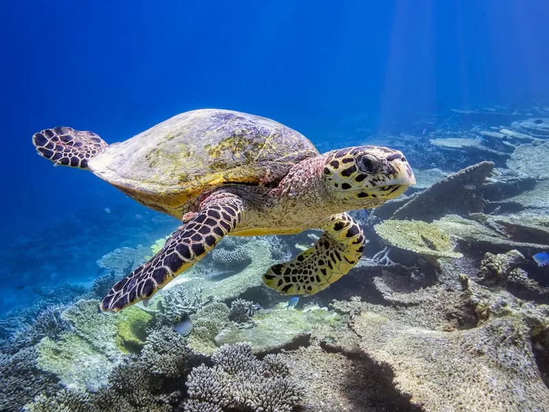 Hawksbill sea turtle