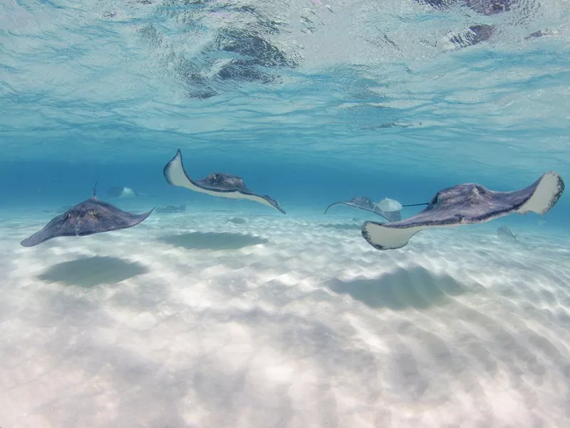 Stingray City in Grand Cayman Islands