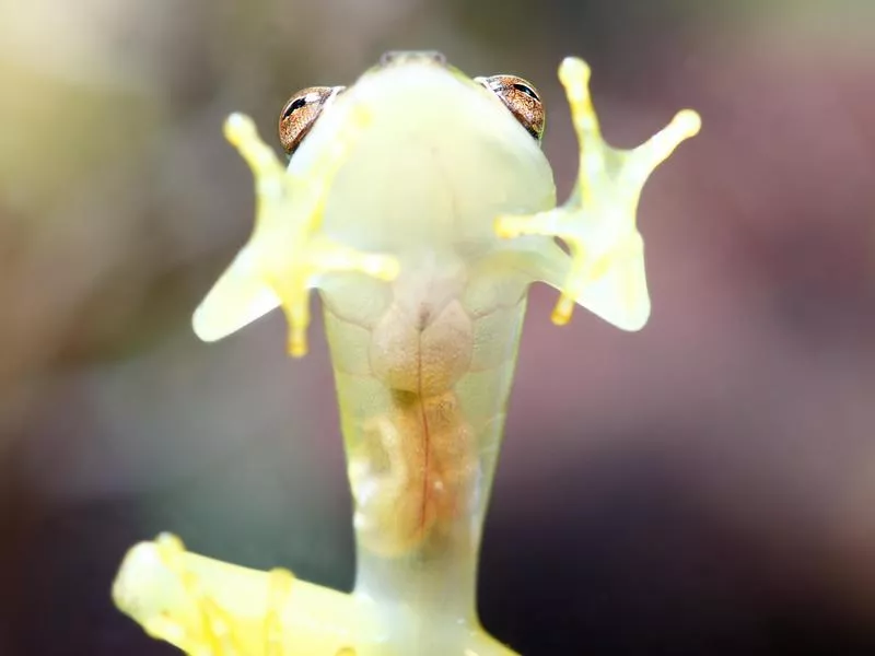 Cool animals: Glass Frog organs