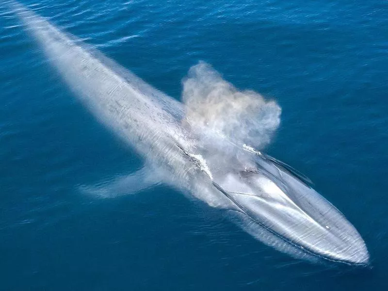 Blue whale