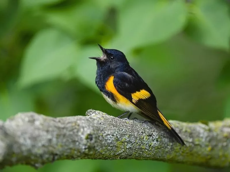 American Redstart