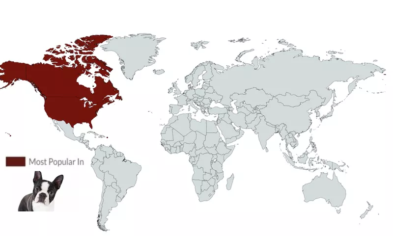 Boston Terrier Map