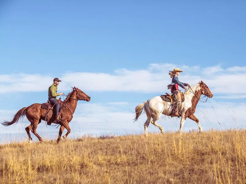 Montana horses