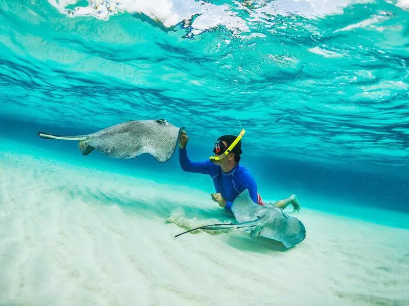 Snorkeler playing with stingrays