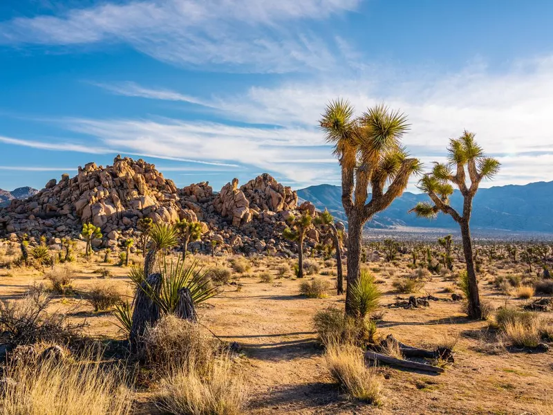 Joshua trees in Mojave Desert