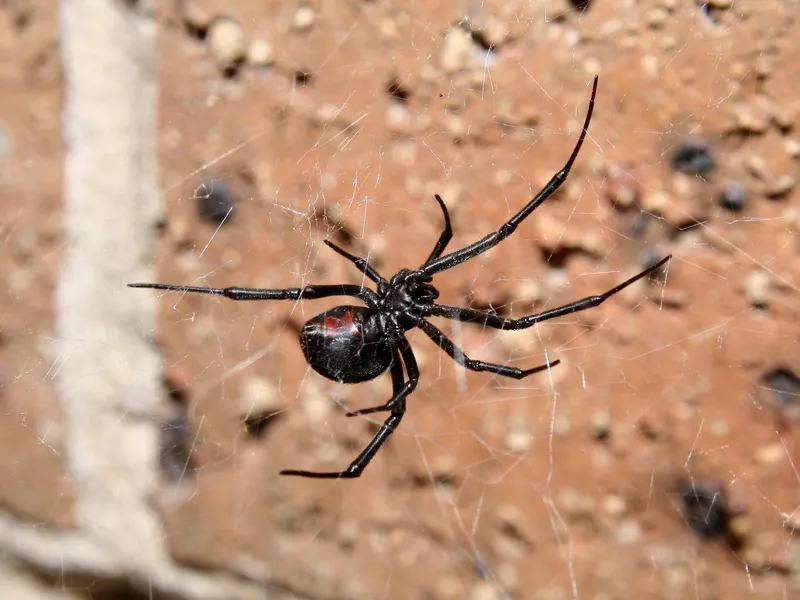 Redback Spider