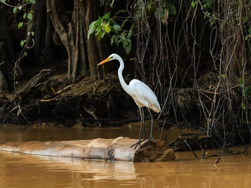 Borneo Lowland Rainforests