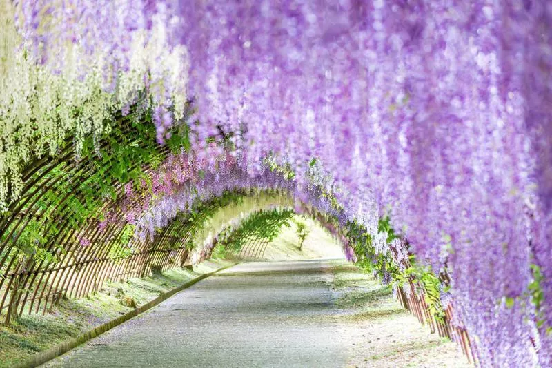 Kawachi Fuji Gardens Wisteria Tunnel