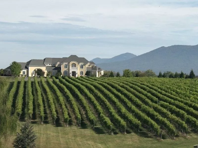 shenandoah valley vineyard