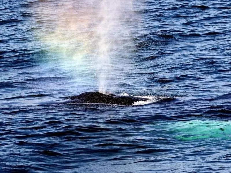 Whale in Bar Harbor, Maine