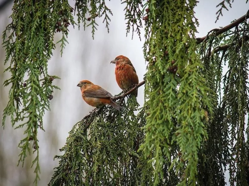 Red Crossbill