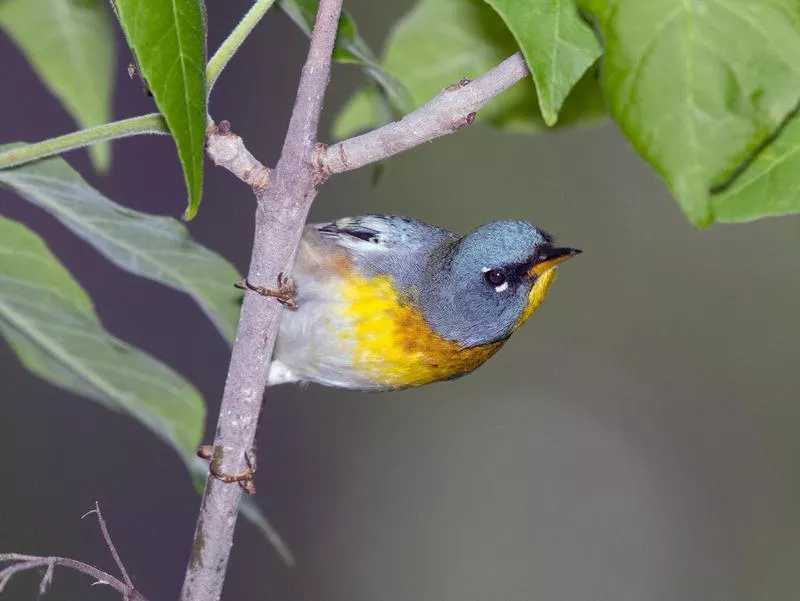 Northern Parula Warbler