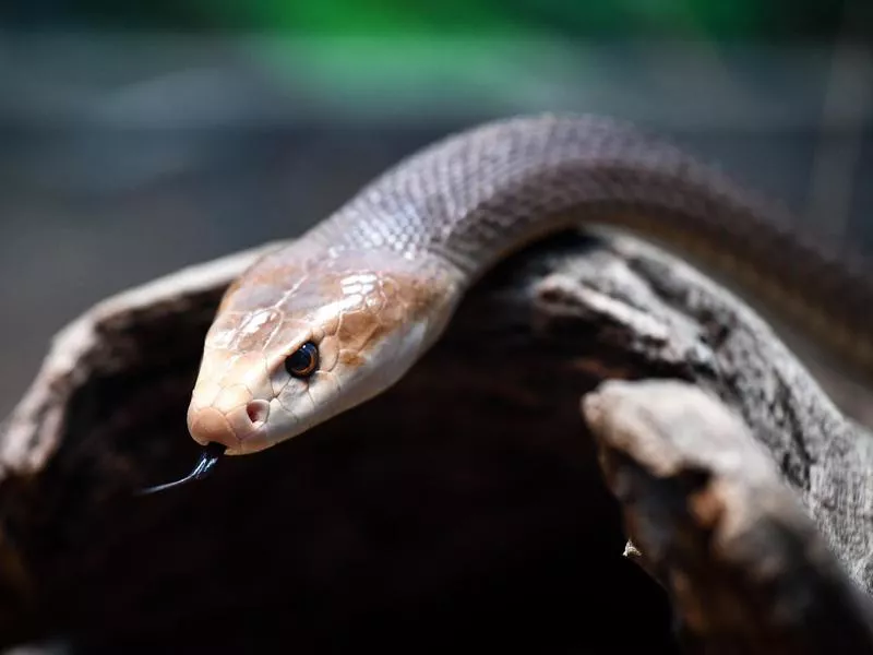 Coastal Taipan