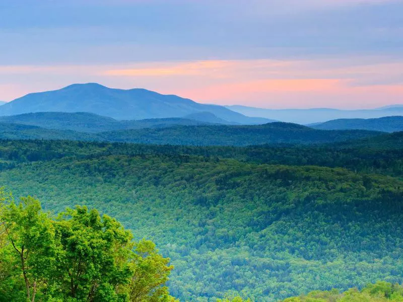 Green Mountain Forest