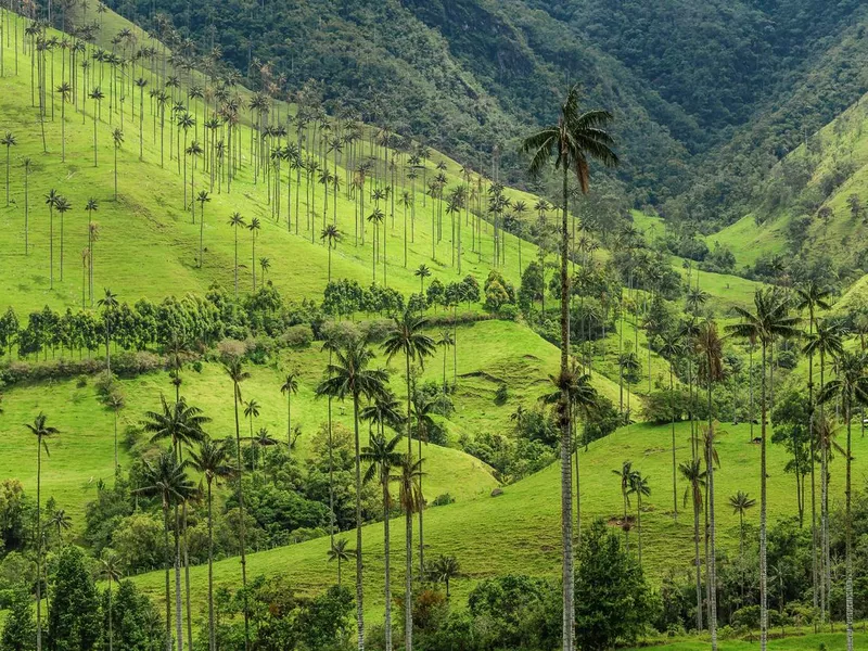 Cocora Valley at Salento, Colombia