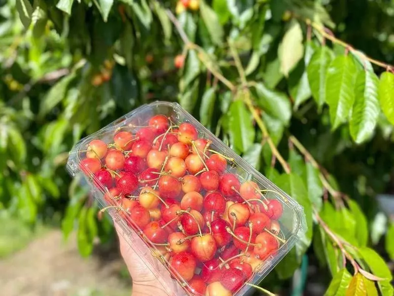 Barrett Orchards