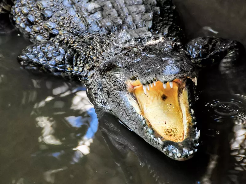 Adult Dangerous Crocodile