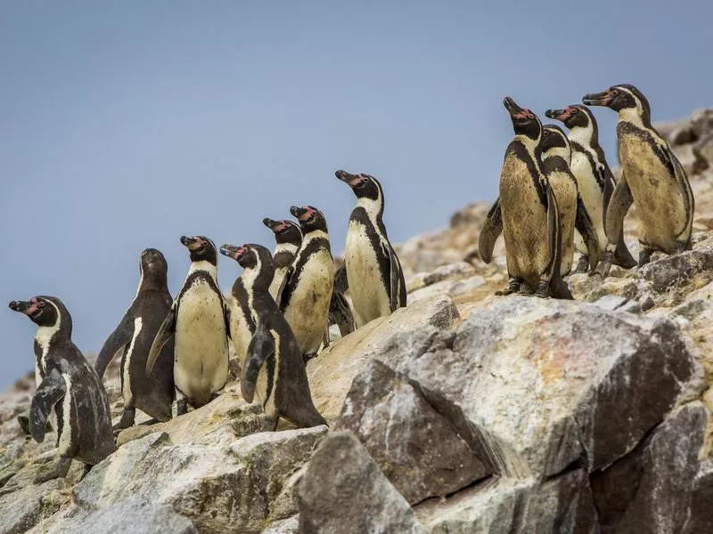 Penguins on Ballestas Islands, Peru