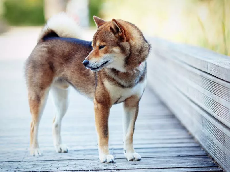 Shiba Inu