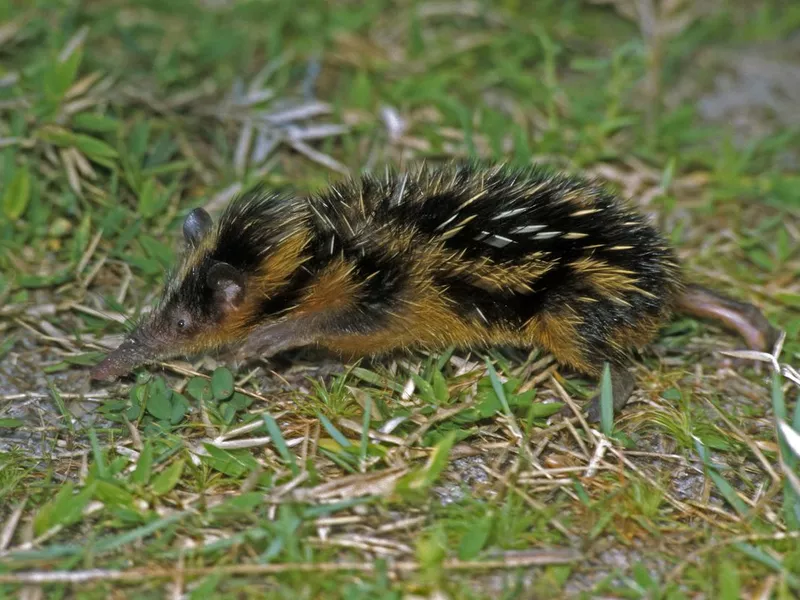 Lowland Streaked Tenrec