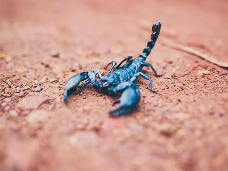 Black scorpion