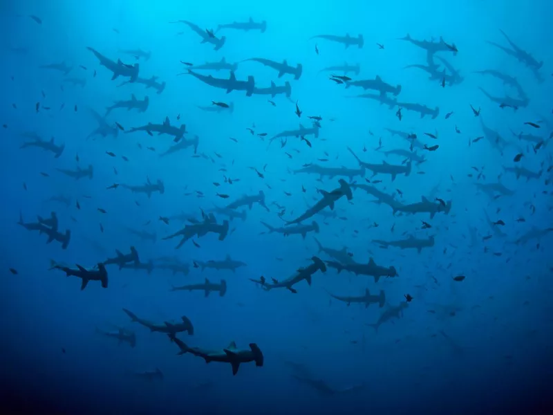 Schooling Hammerheads in Cocos Islands, Costa Rica