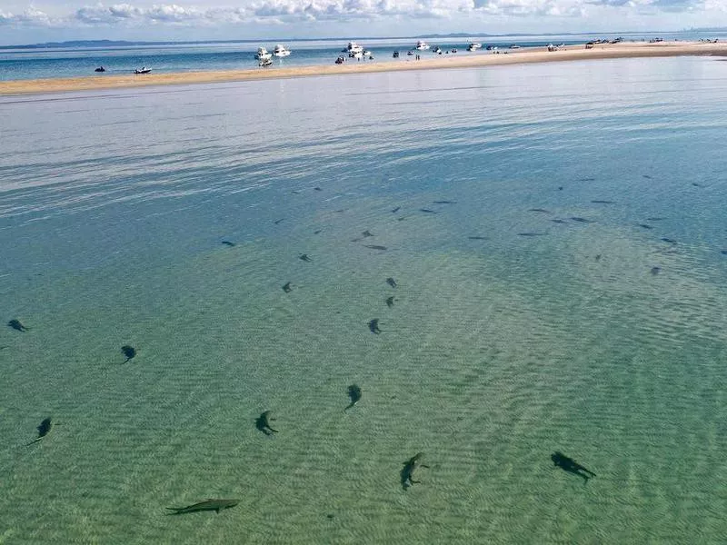 Bull sharks in Brisbaine