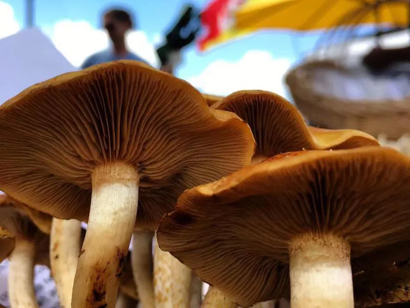 Mushrooms at the Crescent City Farmers Market