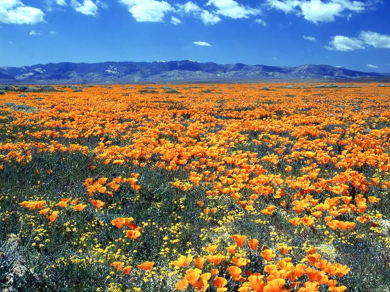 Antelope Valley California Poppy Reserve State Natural Reserve west of Lancaster California