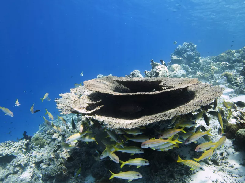 Coral reef in the Maldives