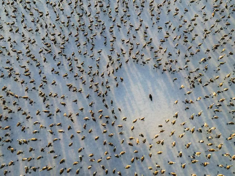 Flamingos in Turkey