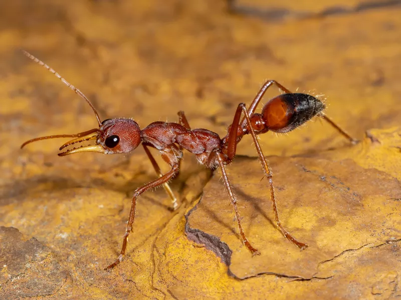 Bull Ant