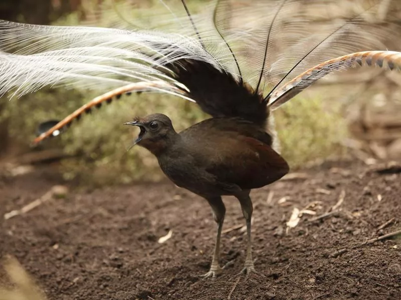 Lyrebird signing