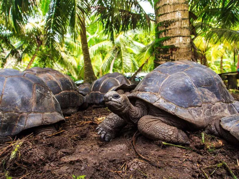 galapagos