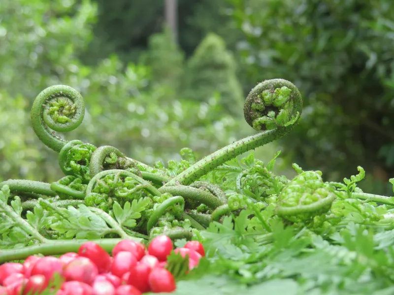 Kai waho foraging experience in New Zealand