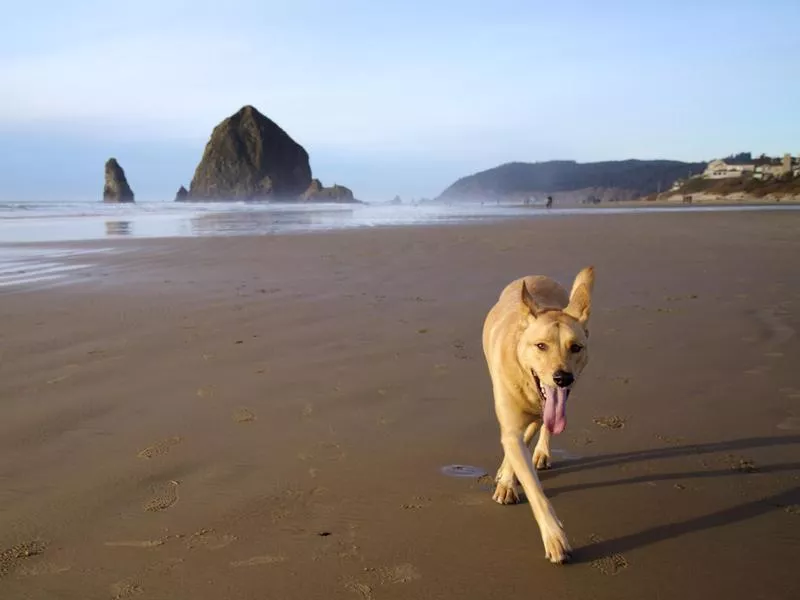 Dog running in Cannon Beach, Oregon