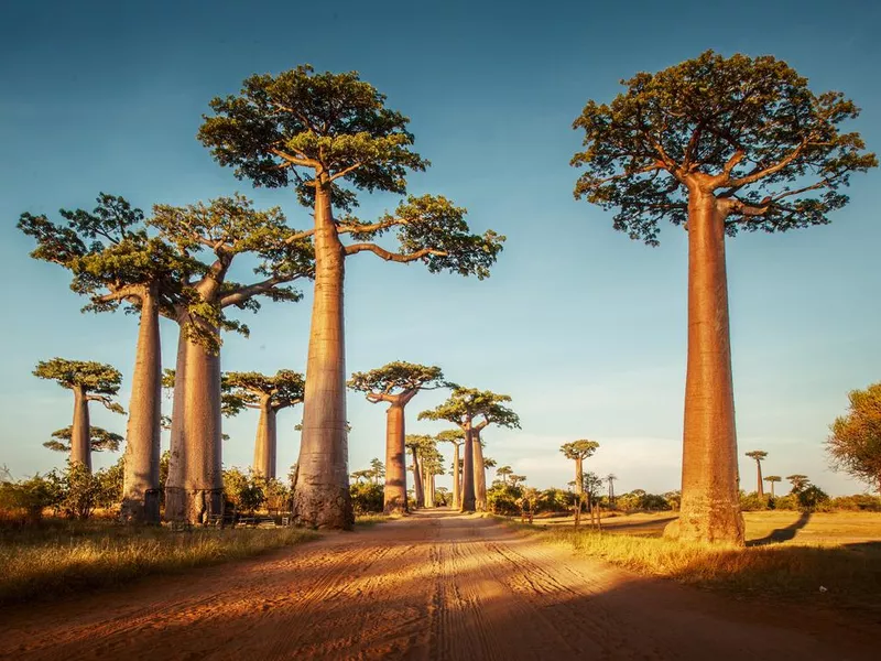 Baobab trees in Madagascar