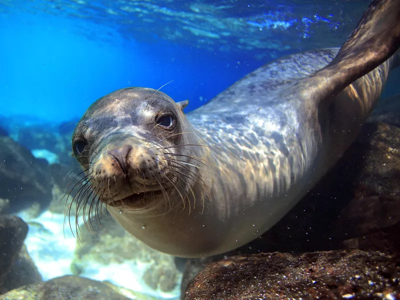 Galapagos sea lion