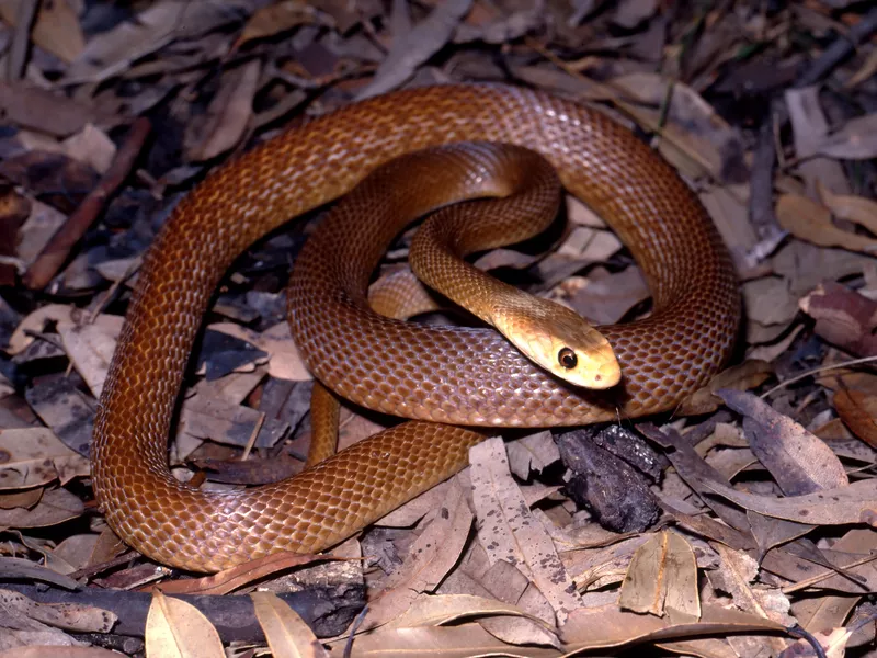 Coastal Taipan in leaf litter