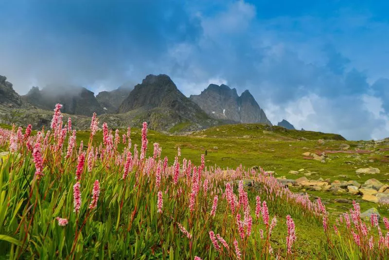 Valley of Flowers National Park