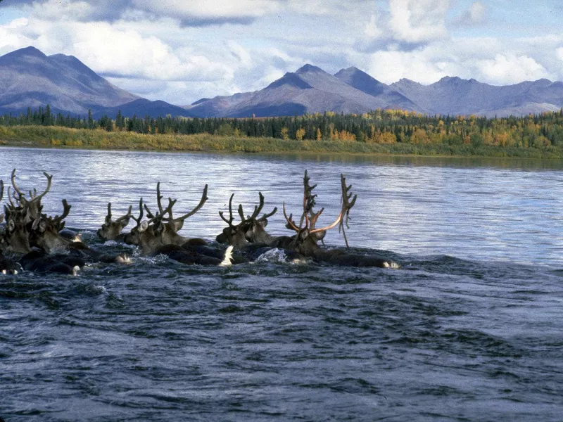 Caribou at Kobuk Valley National Park