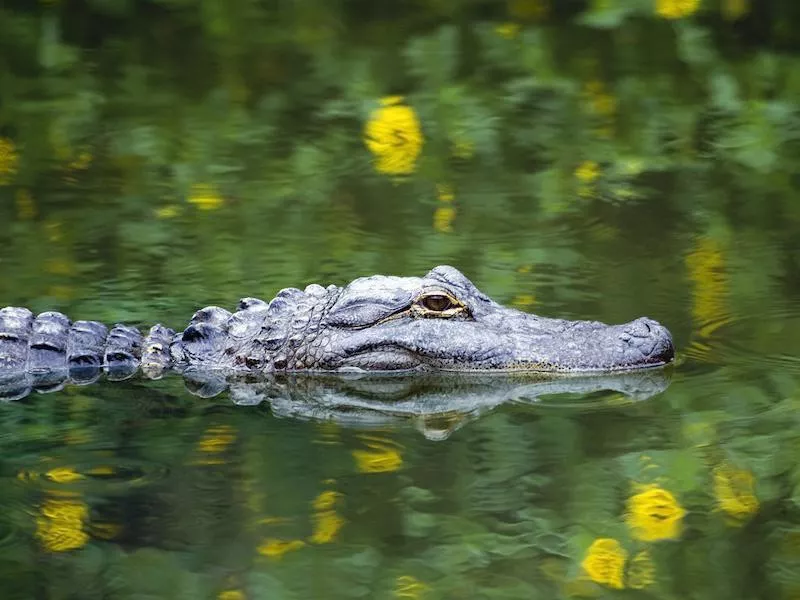 Alligator