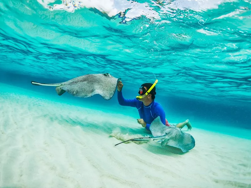 Cayman Islands snorkeling with manta rays