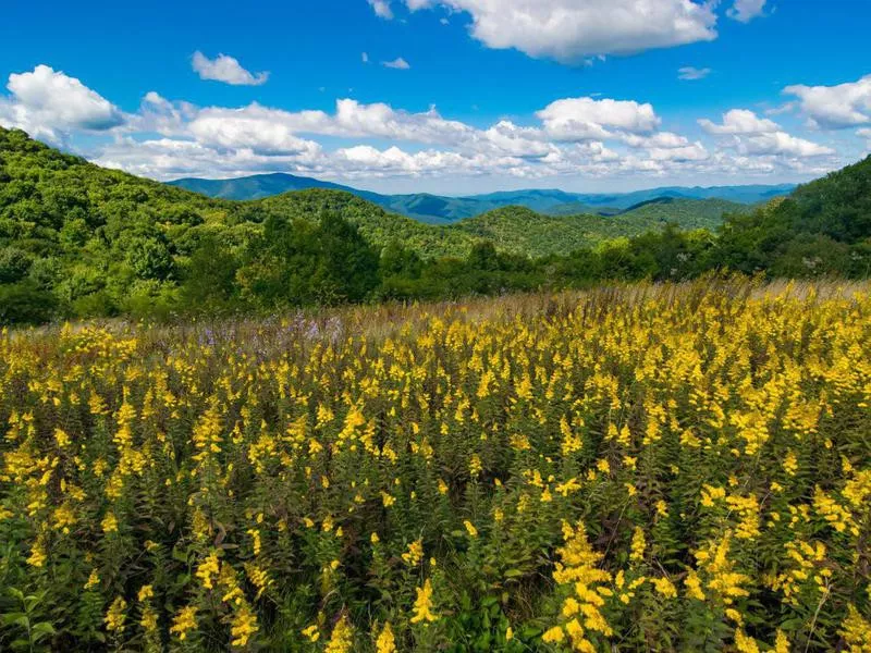 Great Smoky Mountains in the spring